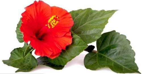 Salzbonbons aus Rosa Kristallsalz-Sole - Hibiskus 1 kg (Multipack)
