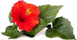 Salzbonbons aus Rosa Kristallsalz-Sole - Hibiskus 1 kg (Multipack)