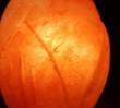 Salzlampe Fsl7